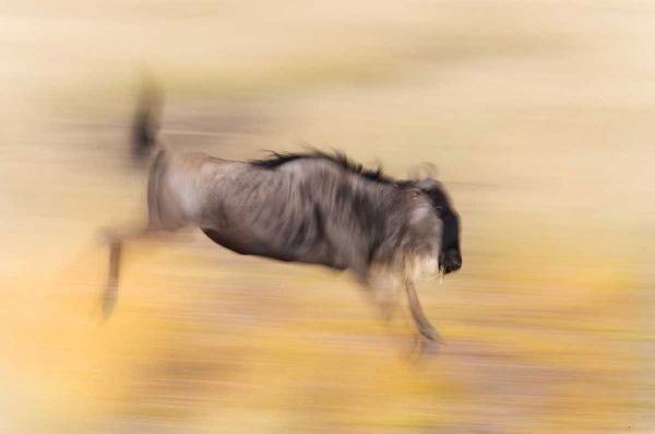 Kenya, Masai Mara Abstract blur of wildebeest
